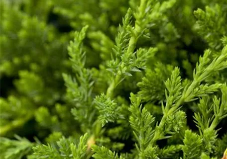 Juniperus horizontalis 'Prince of Wales' - Teppichwacholder 'Prince of Wales'