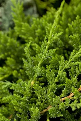 Teppichwacholder 'Prince of Wales' - Juniperus horizontalis 'Prince of Wales'