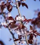 Blutpflaume - Prunus cerasifera 'Nigra' CAC - Formgehölze