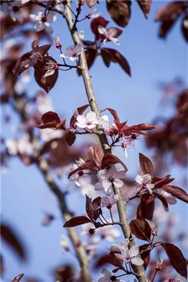 Blutpflaume - Prunus cerasifera 'Nigra' CAC - Formgehölze