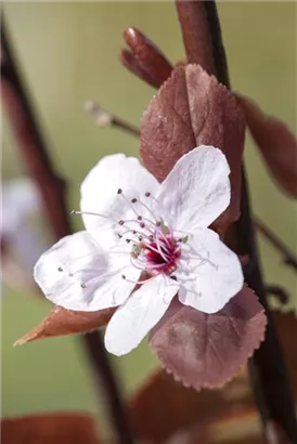 Blutpflaume - Prunus cerasifera 'Nigra' CAC - Formgehölze