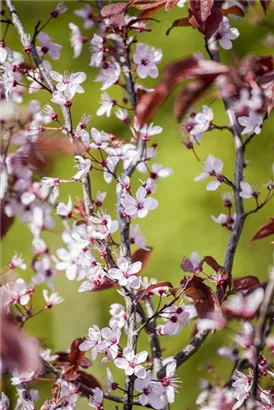 Blutpflaume - Prunus cerasifera 'Nigra' CAC - Formgehölze