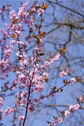 Blutpflaume - Prunus cerasifera 'Nigra' CAC - Formgehölze