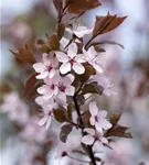 Blutpflaume - Prunus cerasifera 'Nigra' CAC - Formgehölze