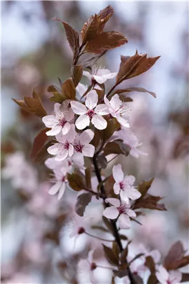 Blutpflaume - Prunus cerasifera 'Nigra' CAC - Formgehölze