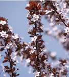 Blutpflaume - Prunus cerasifera 'Nigra' CAC - Formgehölze