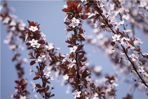 Blutpflaume - Prunus cerasifera 'Nigra' CAC - Formgehölze