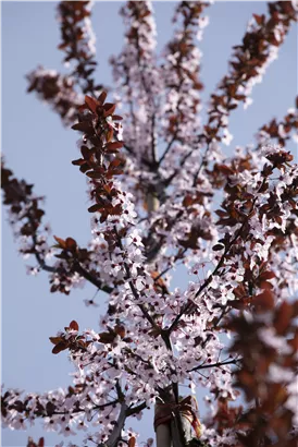 Blutpflaume - Prunus cerasifera 'Nigra' CAC - Formgehölze