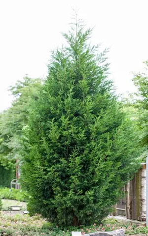 Cupressocyparis leylandii - Formgehölze