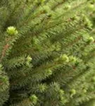 Serbische Fichte - Picea omorika