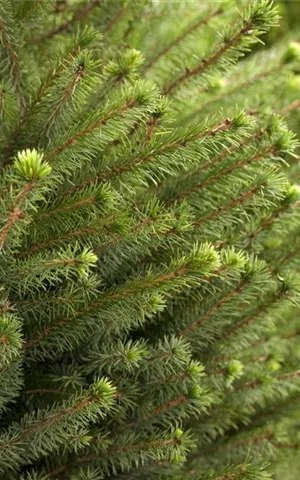 Picea omorika