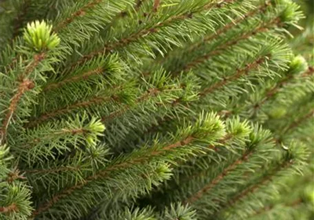 Picea omorika - Serbische Fichte