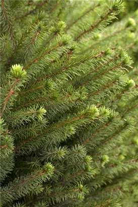 Serbische Fichte - Picea omorika