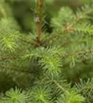 Serbische Fichte - Picea omorika