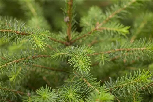 Serbische Fichte - Picea omorika