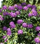 Rhododendron-Hybride 'Catawb.Grandiflorum' - Rhododendron Hybr.'Catawb. Grandiflorum' I