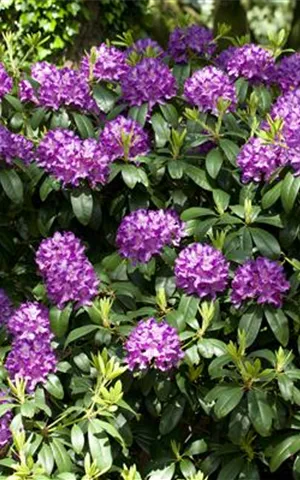 Rhododendron Hybr.'Catawb. Grandiflorum' I