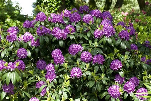 Rhododendron-Hybride 'Catawb.Grandiflorum' - Rhododendron Hybr.'Catawb. Grandiflorum' I