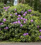 Rhododendron-Hybride 'Catawb.Grandiflorum' - Rhododendron Hybr.'Catawb. Grandiflorum' I