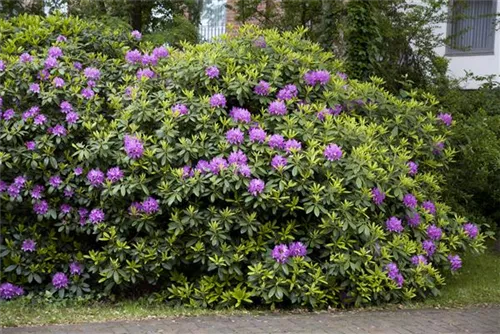 Rhododendron-Hybride 'Catawb.Grandiflorum' - Rhododendron Hybr.'Catawb. Grandiflorum' I