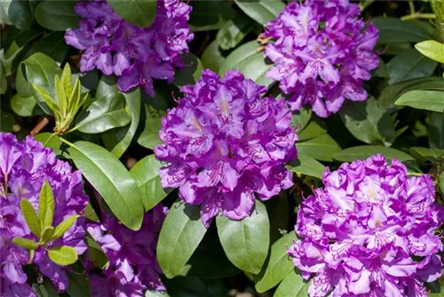 Rhododendron-Hybride 'Catawb.Grandiflorum' - Rhododendron Hybr.'Catawb. Grandiflorum' I