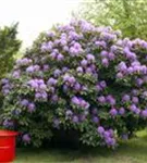 Rhododendron-Hybride 'Catawb.Grandiflorum' - Rhododendron Hybr.'Catawb. Grandiflorum' I