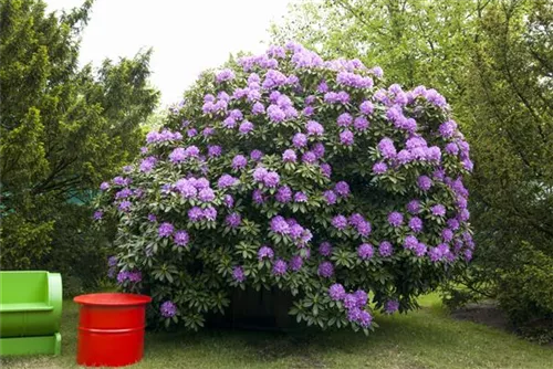 Rhododendron-Hybride 'Catawb.Grandiflorum' - Rhododendron Hybr.'Catawb. Grandiflorum' I