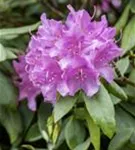 Rhododendron-Hybride 'Catawb.Grandiflorum' - Rhododendron Hybr.'Catawb. Grandiflorum' I