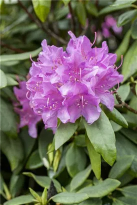 Rhododendron-Hybride 'Catawb.Grandiflorum' - Rhododendron Hybr.'Catawb. Grandiflorum' I