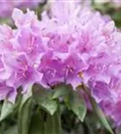 Rhododendron-Hybride 'Catawb.Grandiflorum' - Rhododendron Hybr.'Catawb. Grandiflorum' I