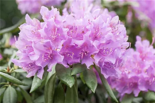 Rhododendron-Hybride 'Catawb.Grandiflorum' - Rhododendron Hybr.'Catawb. Grandiflorum' I