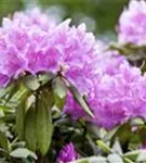 Rhododendron-Hybride 'Catawb.Grandiflorum' - Rhododendron Hybr.'Catawb. Grandiflorum' I