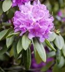 Rhododendron-Hybride 'Catawb.Grandiflorum' - Rhododendron Hybr.'Catawb. Grandiflorum' I