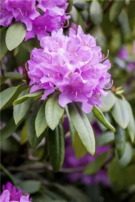 Rhododendron-Hybride 'Catawb.Grandiflorum' - Rhododendron Hybr.'Catawb. Grandiflorum' I