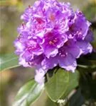 Rhododendron-Hybride 'Catawb.Grandiflorum' - Rhododendron Hybr.'Catawb. Grandiflorum' I