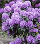 Rhododendron-Hybride 'Catawb.Grandiflorum' - Rhododendron Hybr.'Catawb. Grandiflorum' I