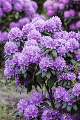 Rhododendron-Hybride 'Catawb.Grandiflorum' - Rhododendron Hybr.'Catawb. Grandiflorum' I