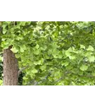 Fächerblattbaum - Ginkgo biloba - Baum