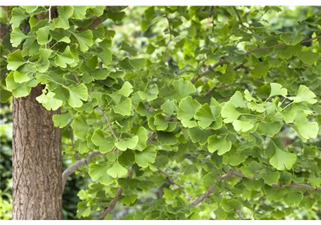 Ginkgo biloba - Formgehölze - Fächerblattbaum