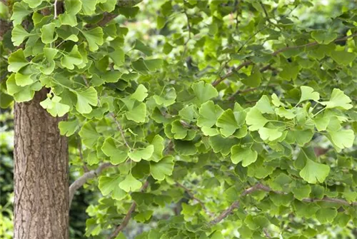 Fächerblattbaum - Ginkgo biloba - Baum