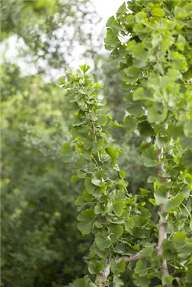 Fächerblattbaum - Ginkgo biloba - Baum