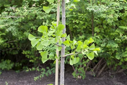 Fächerblattbaum - Ginkgo biloba - Baum