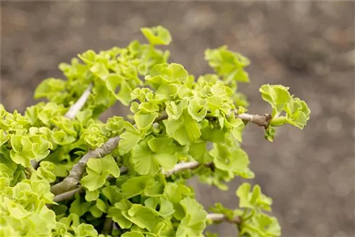 Fächerblattbaum - Ginkgo biloba - Baum