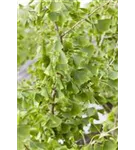 Fächerblattbaum - Ginkgo biloba - Baum