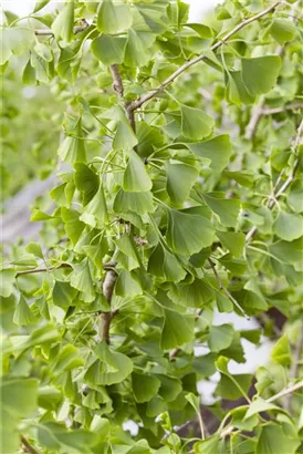 Fächerblattbaum - Ginkgo biloba - Baum