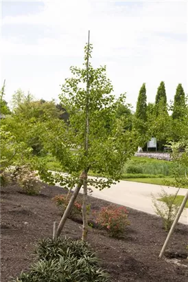 Fächerblattbaum - Ginkgo biloba - Baum