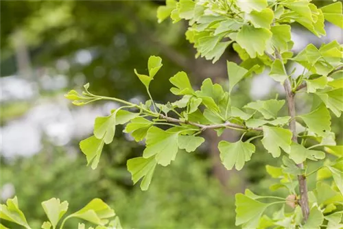 Fächerblattbaum - Ginkgo biloba - Baum