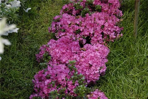 Japanische Azalee 'Anne Frank' - Rhododendron obt.'Anne Frank' III