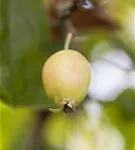 Zierapfel 'John Downie' - Malus 'John Downie' CAC