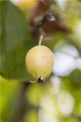 Zierapfel 'John Downie' - Malus 'John Downie' CAC